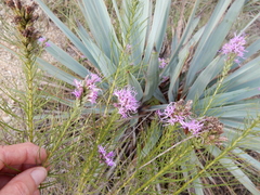 Liatris aestivalis