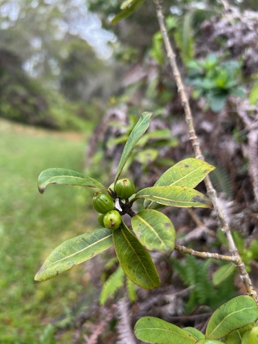 Coprosma waimeae observed 2025-03-17