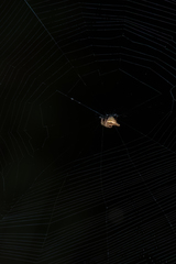 Eriovixia pseudocentrodes