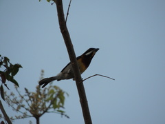 Spindalis zena benedicti