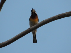 Spindalis zena benedicti