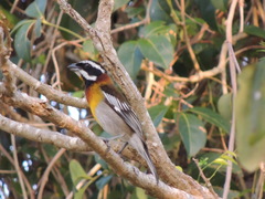 Spindalis zena benedicti