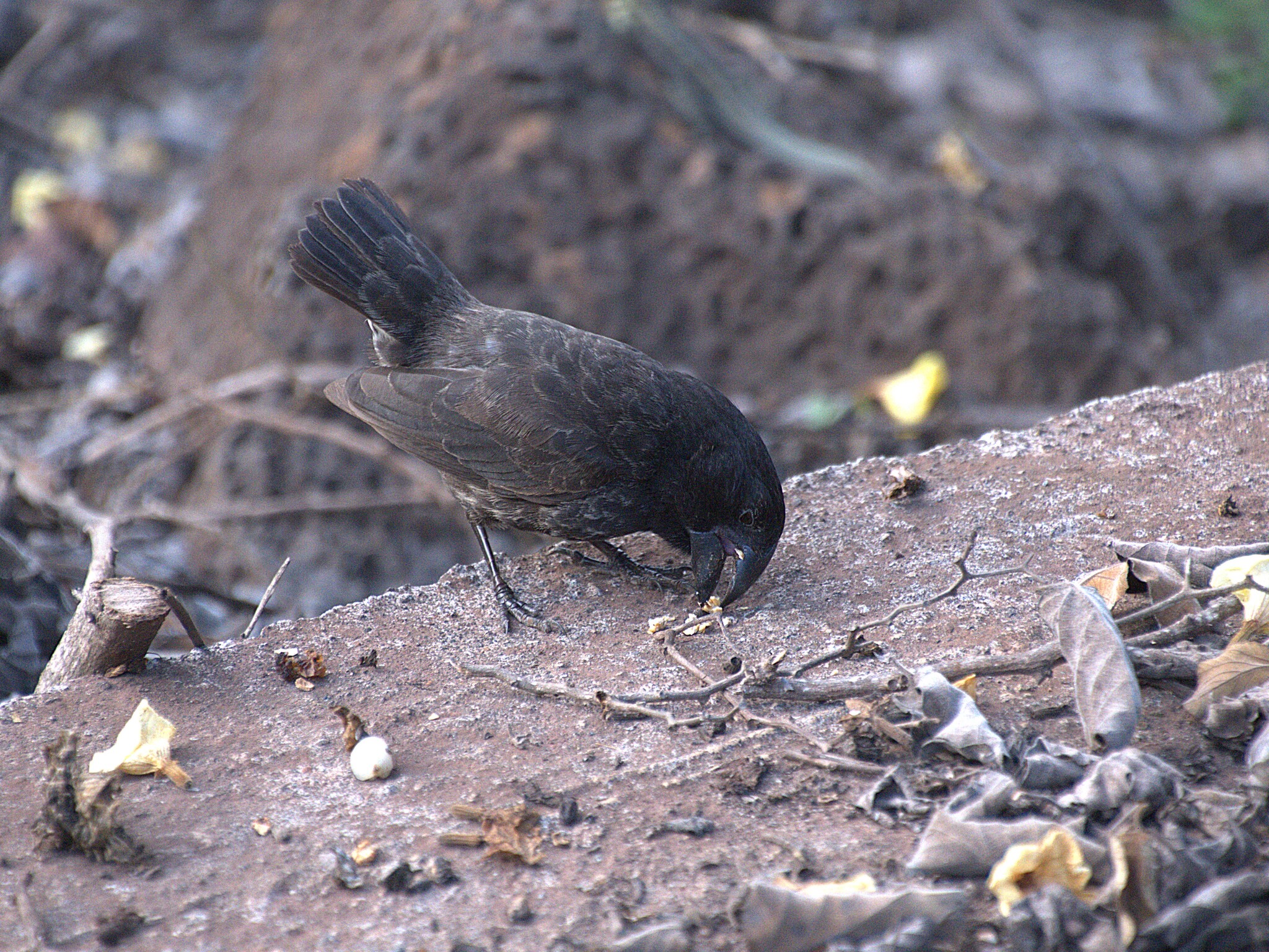 Medium Ground Finch (Geospiza fortis), photo 3