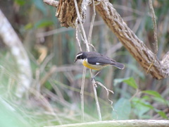 Coereba flaveola caboti