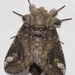 Oblique Heterocampa Moth - Photo (c) Stott Noble, some rights reserved (CC BY-NC), uploaded by Stott Noble