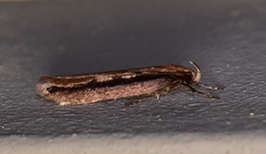 Leptocroca sanguinolenta