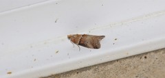 Acrobasis tumidana