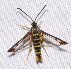 Synanthedon arkansasensis