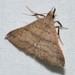 Herminiinae - Photo (c) Stott Noble,  זכויות יוצרים חלקיות (CC BY-NC), uploaded by Stott Noble