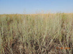 Artemisia nitrosa