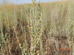 Artemisia nitrosa
