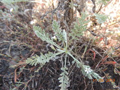 Artemisia nitrosa