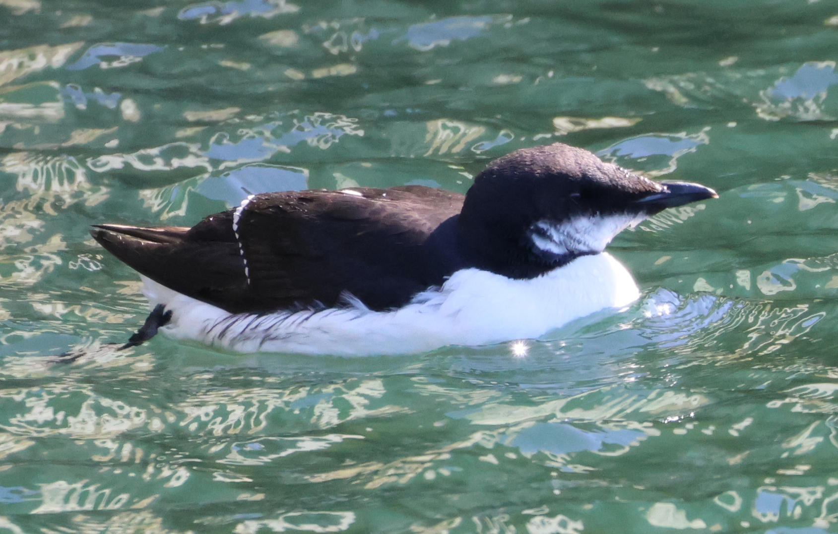 Brünnich's Guillemot (Uria lomvia)