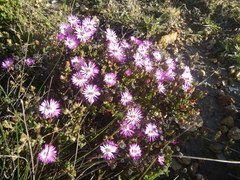 Lampranthus debilis