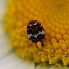 Anthrenus angustefasciatus