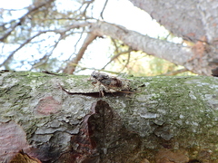 Cicada orni