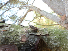 Cicada orni