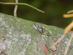 Cicada orni
