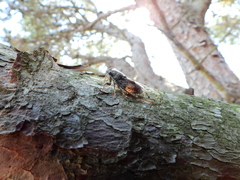 Cicada orni