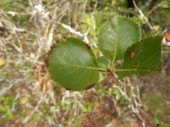 Crataegus reverchonii