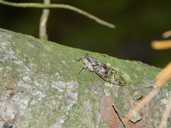 Cicada orni