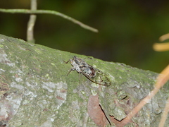 Cicada orni
