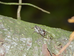 Cicada orni