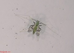 Stenochironomus hilaris