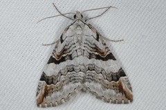 Aplocera praeformata