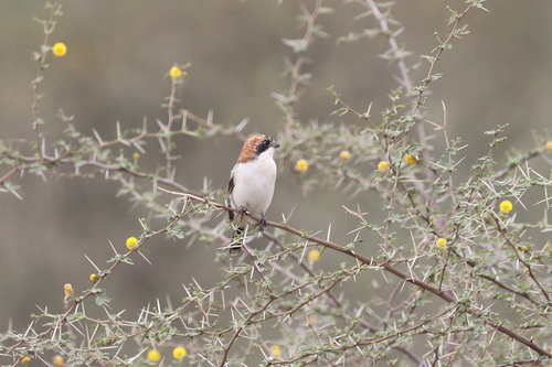 Woodchat Shrike