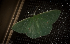 Prasinocyma iosticta