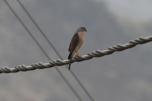 Shikra