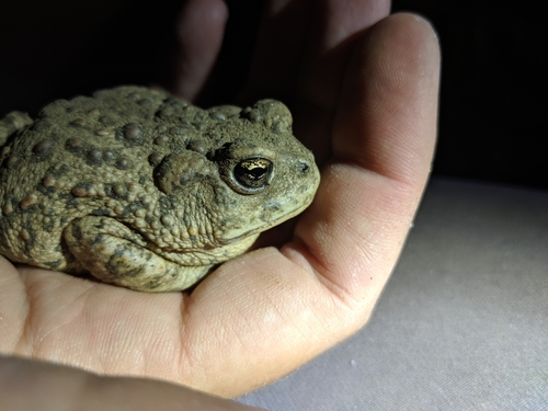 iNaturalist observation photo of Western Toad