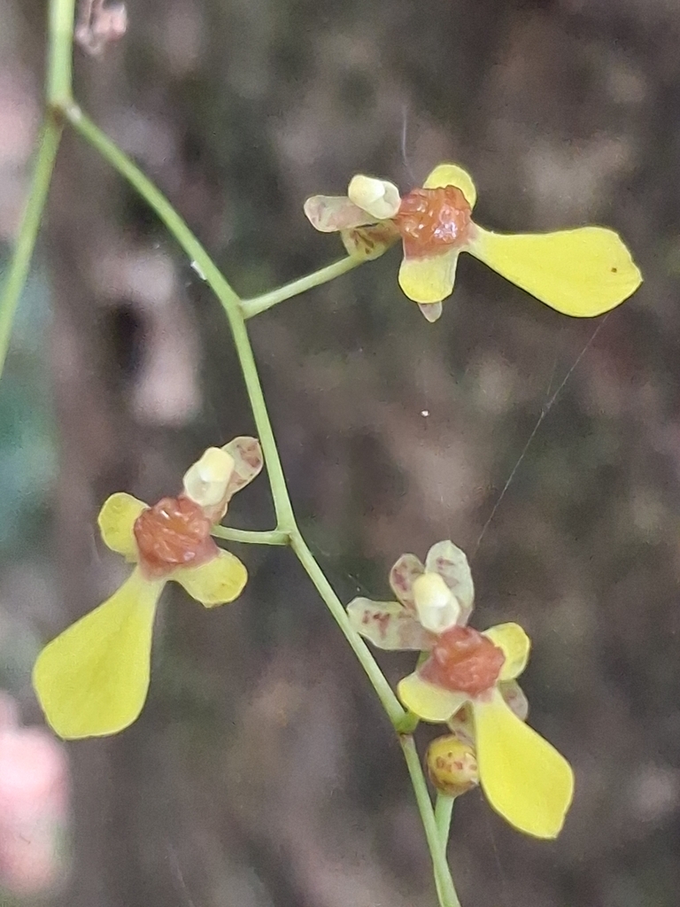 Menezesiella