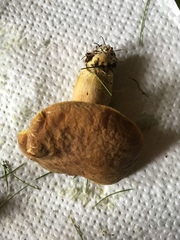 Xerocomellus