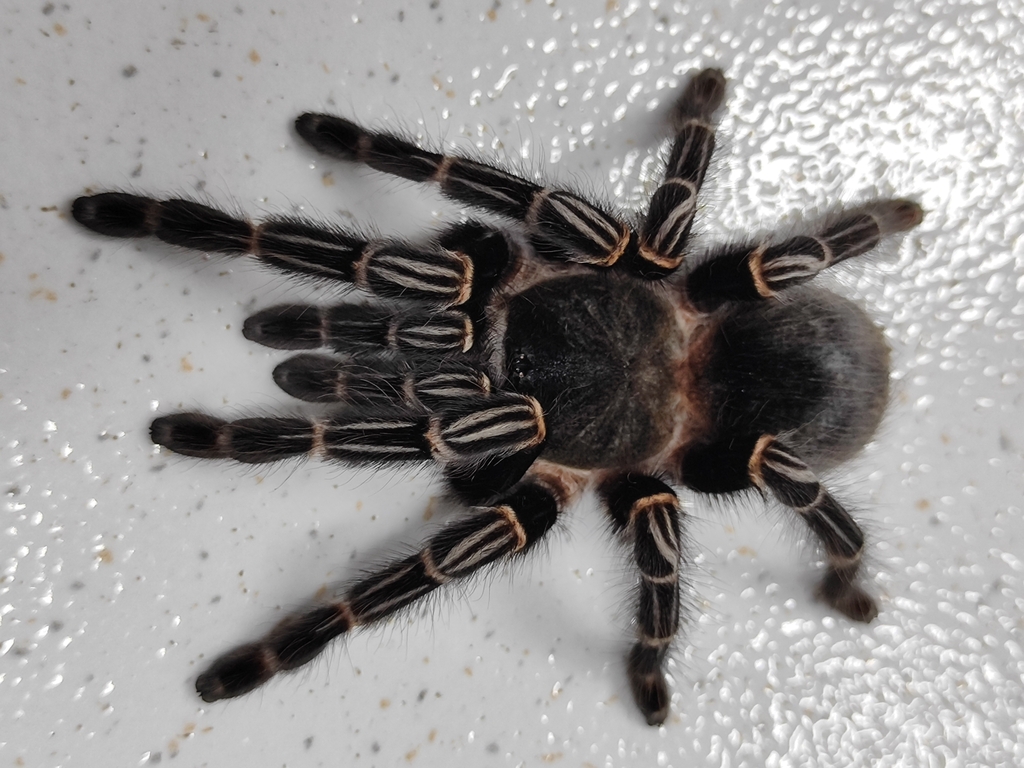 Parvicarina felipeleitei