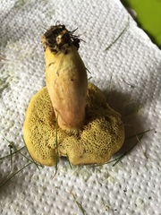 Xerocomellus