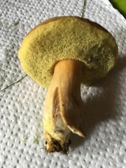 Xerocomellus