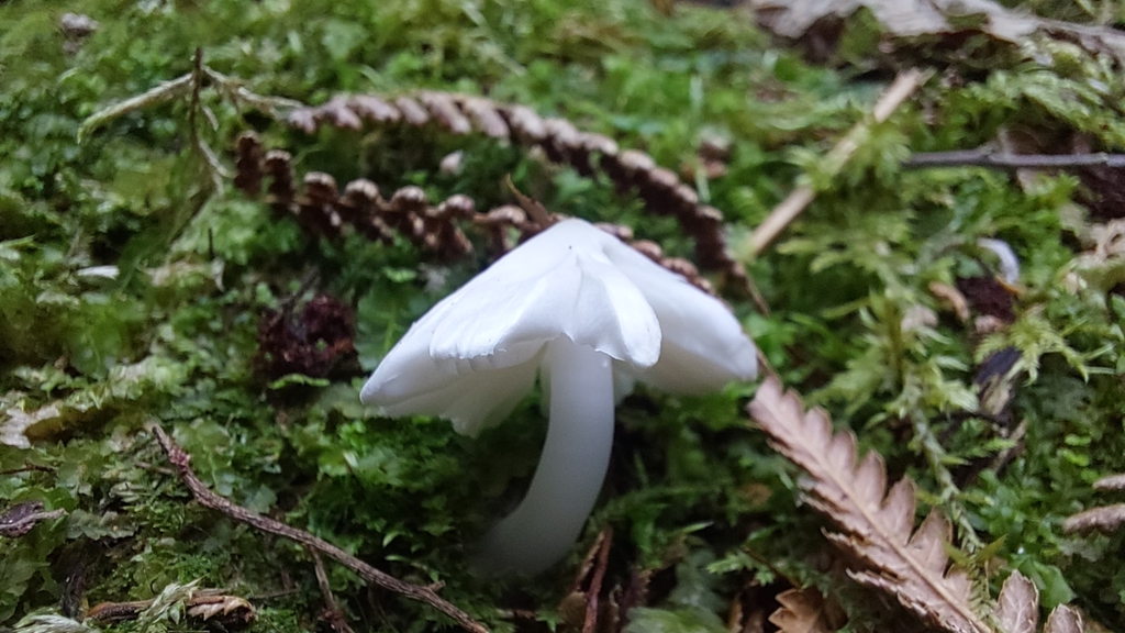 Humidicutis mavis · March 2025 · photo: © tassietravelsblog (iNaturalist, cc0)