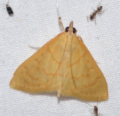 Ecpyrrhorrhoe puralis