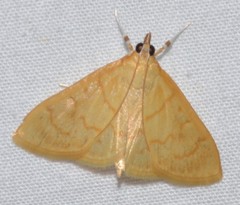 Ecpyrrhorrhoe puralis