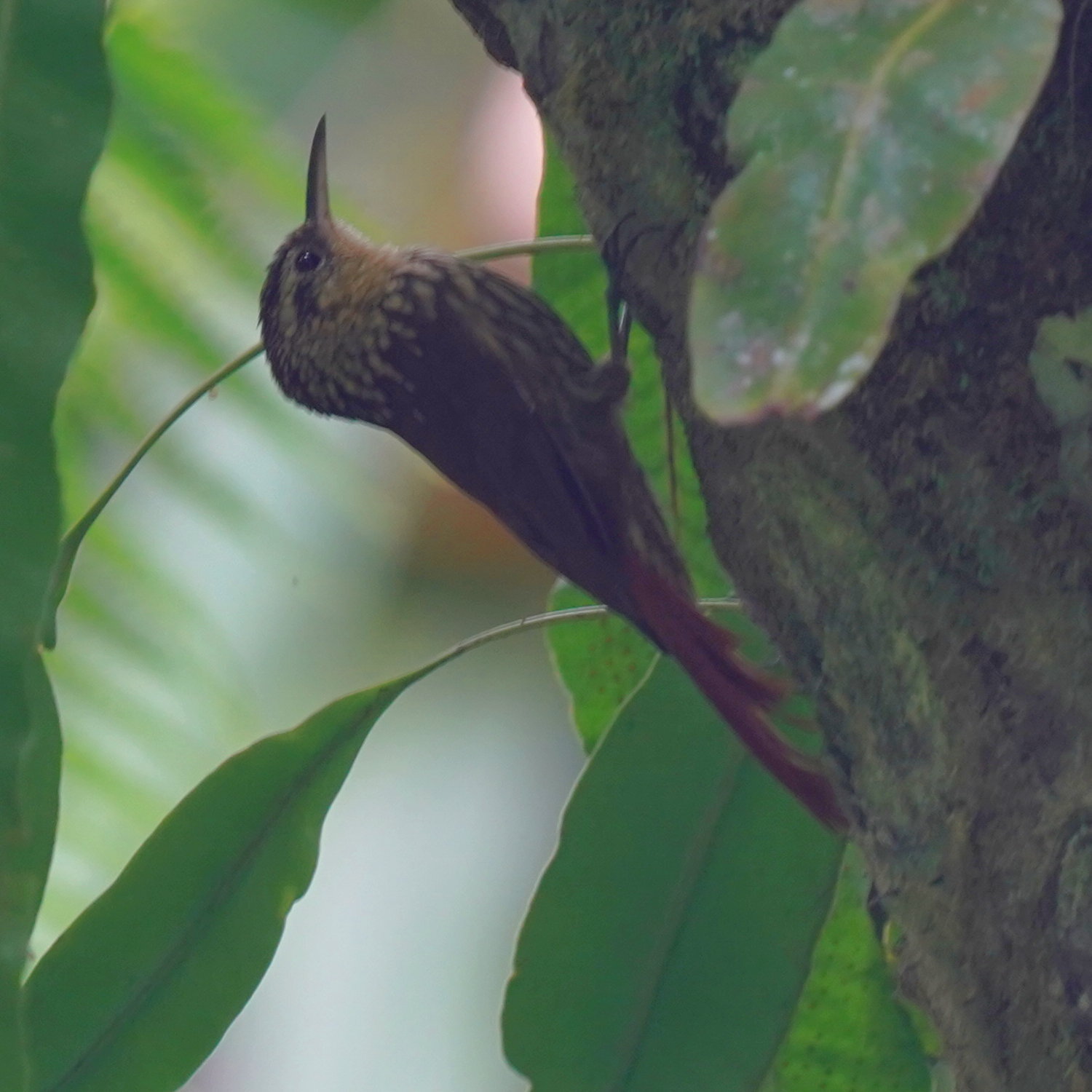 Lesser Woodcreeper (Xiphorhynchus fuscus)