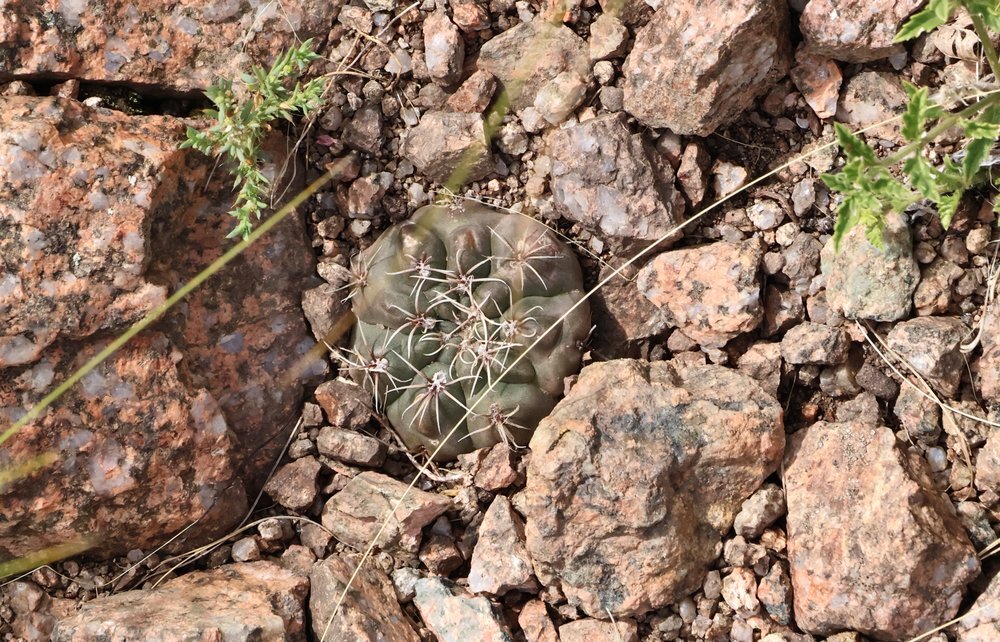 Gymnocalycium kroenleinii