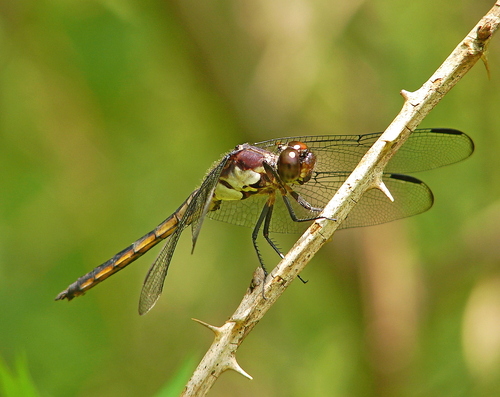 Slaty Skimmer, photo 6 of 10