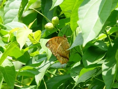 Charaxes