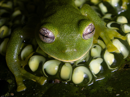 Magdalena Giant Glass Frog, Ikakogi tayrona