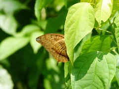 Charaxes