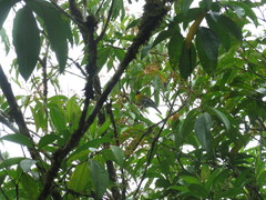 Caryothraustes poliogaster