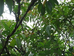 Caryothraustes poliogaster