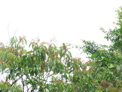 Caryothraustes poliogaster